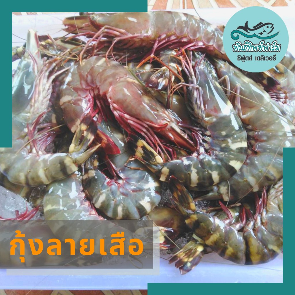 กุ้งลายเสือ  เป็นกุ้งทะเลน้ำลึก ตัวใหญ่ ส๊ด สด สดมาก (กก. ละ)