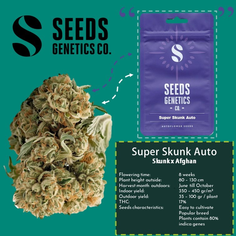 เมล็ด Super Skunk Autoflower - Seeds Genetics