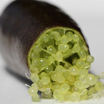 ต้นมะนาวนิ้วมือ มะนาวคาเวียร์ Finger lime พันธุ์ COLLETTE ลำต้นสูง 30 ซม