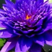 เมล็ดบัว พันธุ์ ฉลองขวัญ King of Siam สีม่วง 5 เมล็ด