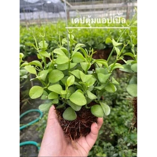 ต้นไม้ฟอกอากาศ พร้อมลวดแขวน สินค้าพร้อมจัดส่งมีให้ลูกค้าเลือกมากมาย สินค้าตรงปก และมีประกันสินค้าทุกชิ้นค่ะ