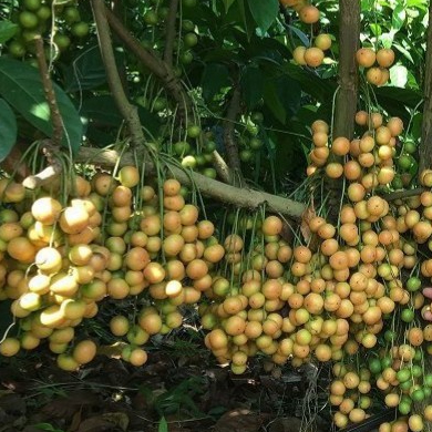 ต้นมะไฟ พันธุ์ ทองสยาม ทวาย จัดส่งพร้อมถุง 8 นิ้ว ลำต้นสูง 70-80 ซม