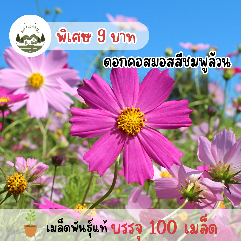 เมล็ดดอกคอสมอสคละสี ขาว ชมพู แดง
