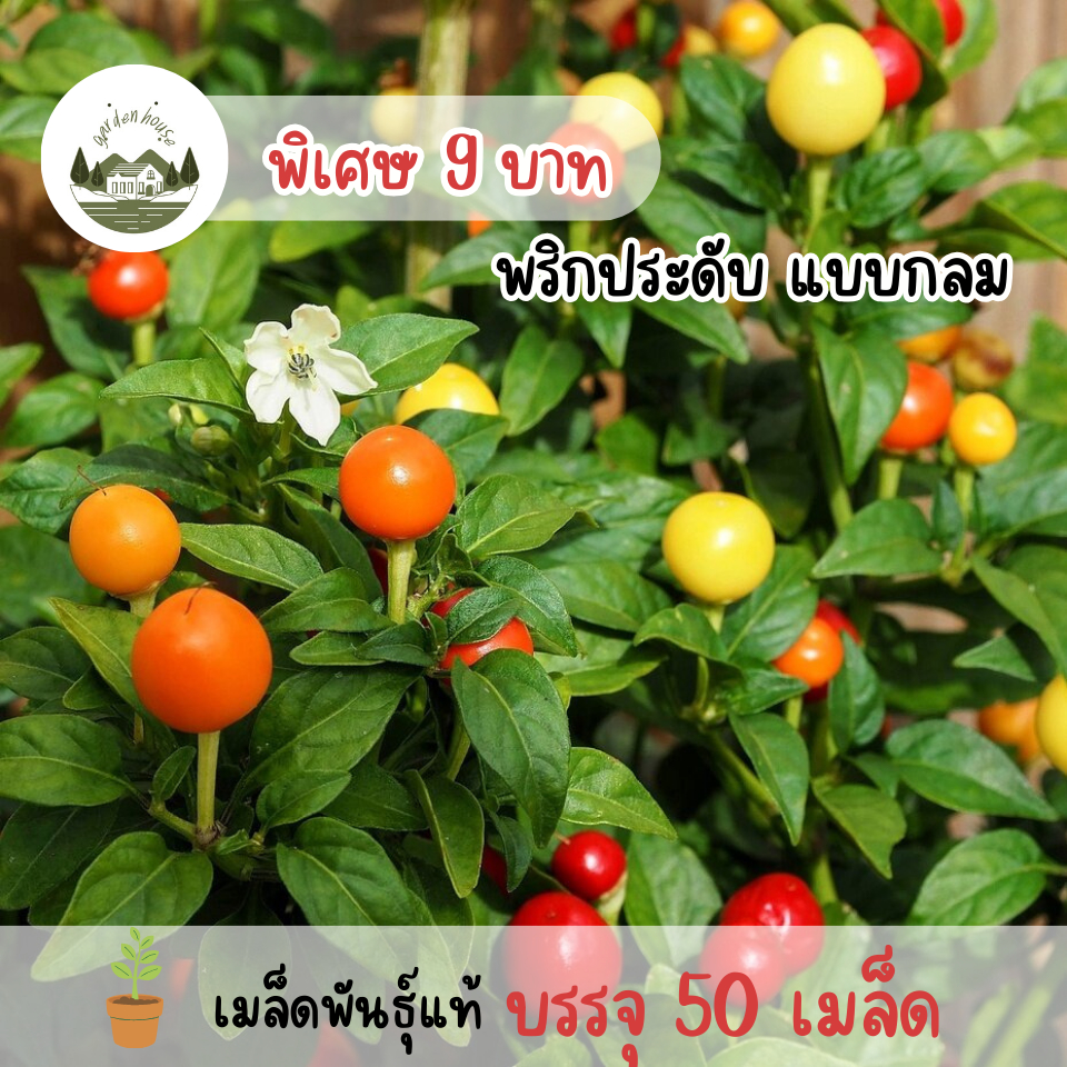 พริกประดับ(พริกตุ้มจิ๋ว) 50 เมล็ด