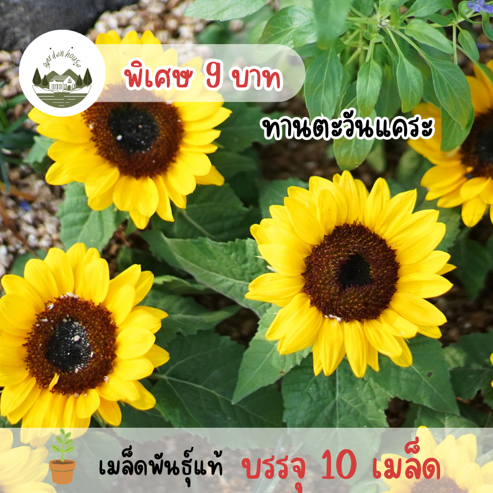 เมล็ดทานตะวันแคระ 10 เมล็ด