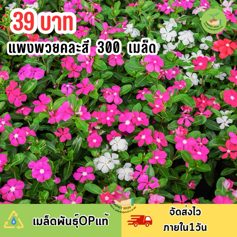 เมล็ดพันธุ์ดอกแพงพวยคละสี บรรจุ 300 เมล็ด