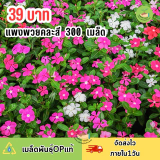 เมล็ดพันธุ์ดอกแพงพวยคละสี บรรจุ 300 เมล็ด