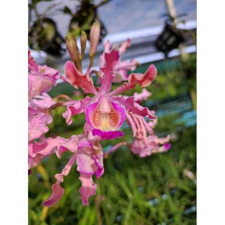 กล้วยไม้ ชอมโบเกีย หรือ Myrmecophila tibicinis ไม้โบราณน่าสะ…