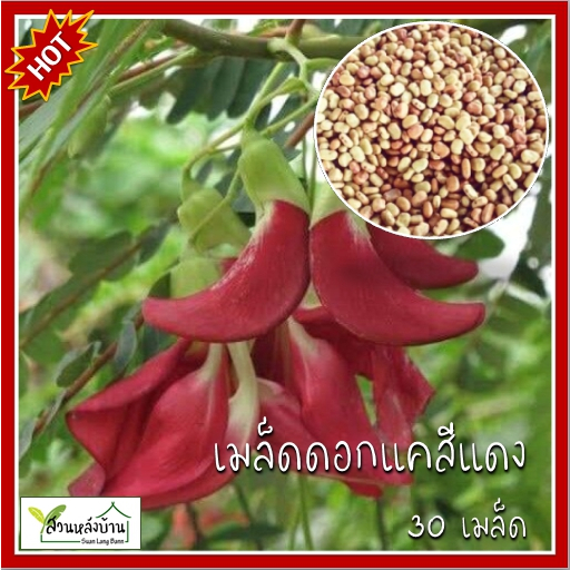 30 เมล็ด ดอกแคสีแดง (ต้นเตี้ย) แคแดง ดอกแคแดง เมล็ดดอกแค แคดอกแดง แคบ้าน แคบ้านดอกแดง