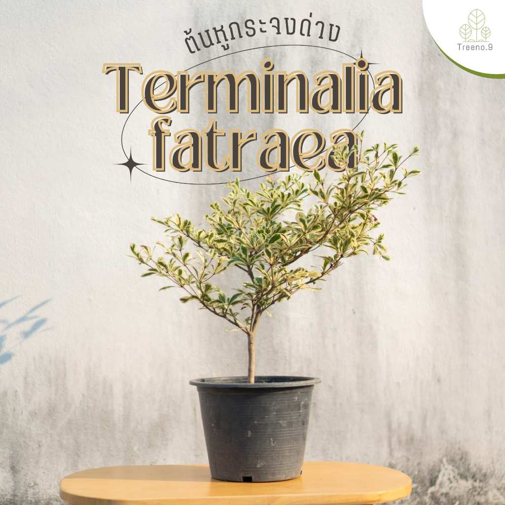 Treeno.9 T47 หูกระจงด่าง (Terminalia fatraea) กระถาง 8-10 นิ้ว สูง 50-60 ซม. ต้นไม้มงคลประดับ ใบด่างสวยงาม ต้นทรงมินิมอล