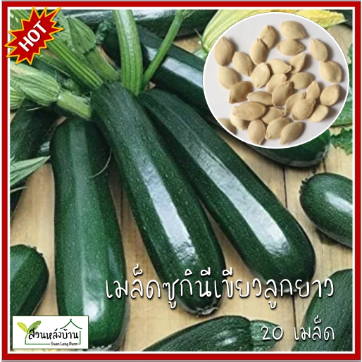 20 เมล็ด ซูกินีเขียว เมล็ดซูกินีเขียว ซุกินีเขียว เมล็ดซุกินีเขียว แตงเขียวมรกต เมล็ดแตงเขียวมรกต
