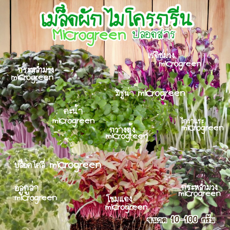 เมล็ดพันธุ์ไมโคกรีน Microgreen บล็อกโคลี,เรดิสม่วง,เรทคับบี,ไควาแระ,คะน้า,กวางตุ้ง ขนาด 10-100 กรัม