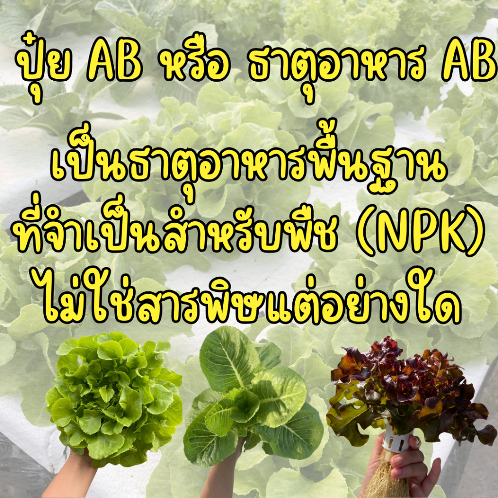 ปุ๋ย AB ไฮโดรโปนิกส์ ปุ๋ยน้ำ สูตรเข้มข้น โตเร็ว  (1 ลิตร) และ (400 มิลลิลิตร) - 2