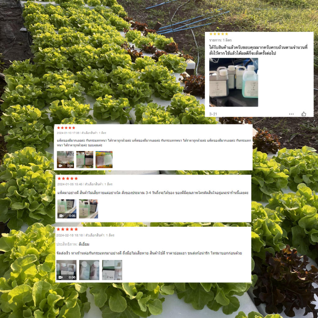 ปุ๋ย AB ไฮโดรโปนิกส์ ปุ๋ยน้ำ สูตรเข้มข้น โตเร็ว  (1 ลิตร) และ (400 มิลลิลิตร) - 3