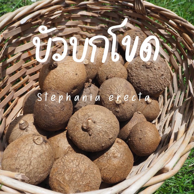 บัวบกโขด เลือกหัวได้มีหลายขนาด 3-9 cm / Stephania erecta อัพเดท 12/5/2567