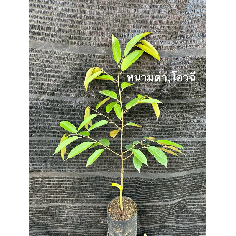 ต้นทุเรียนพันธุ์ หนามดำ (ใส่ได้ไม่เกิน4ต้น/กล่อง)