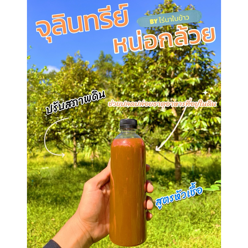 หัวเชื้อจุลินทรีย์ หน่อกล้วย 500ml.