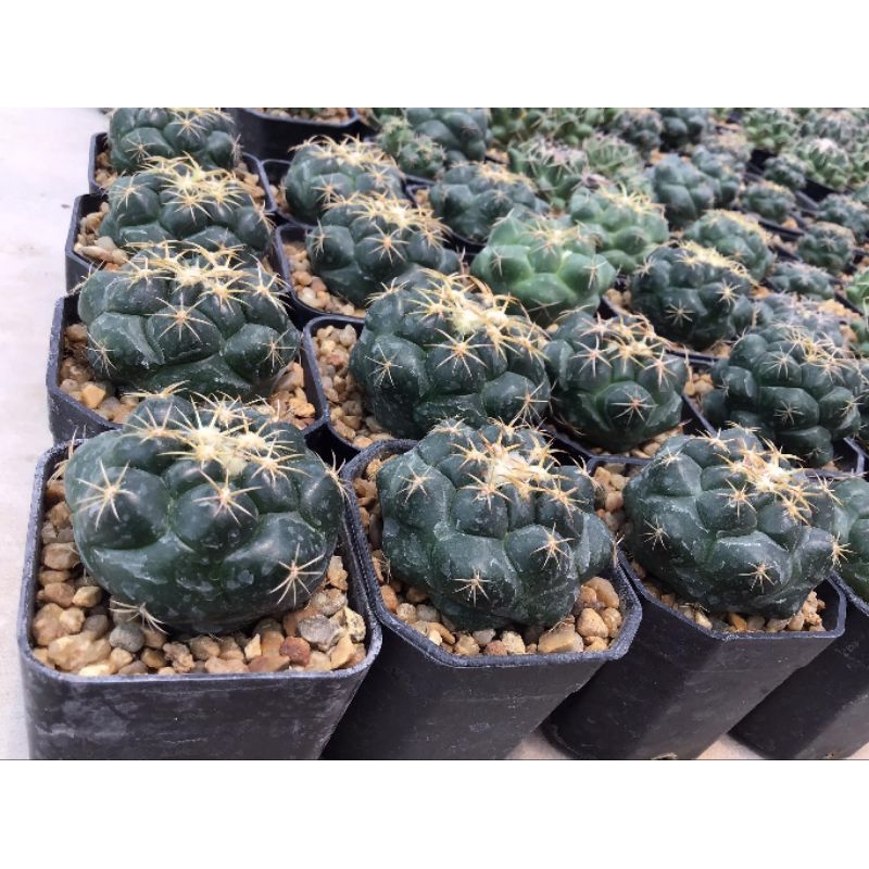 แคคตัสช้าง 🦣 ( Coryphantha Elephantidens) ดอกชมพู ขนาดต้น 3.5 cm ขึ้นไป ส่งทั้งกระถาง 🪴
