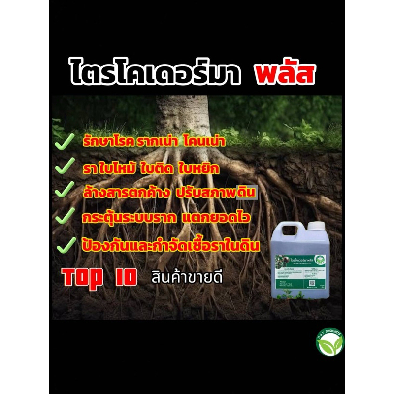 ไตรโคเดอร์มา 2in1 ขนาด 1 ลิตร-1000cc กำจัด-ป้องกันโรคเชื้อรา+ฟื้นฟู - รูปที่ 2