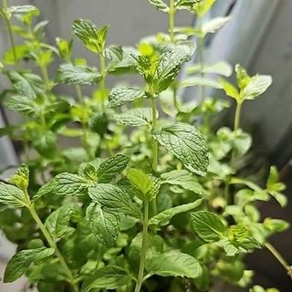 เปเปอร์มิ้นท์📌ถูกที่สุด 15บ.📌 Peppermint50- 200 เมล็ด🌼ปลูกง่าย💐กลิ่นหอมสดชื่น🔥สมุนไพรฝรั่ง