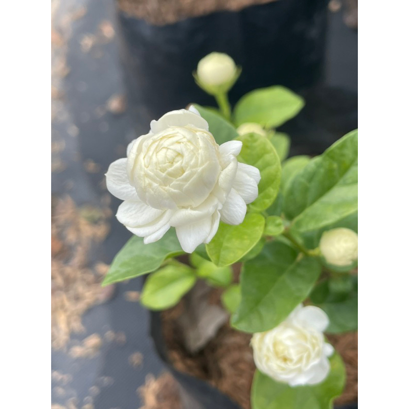 ต้นมะลิดอกซ้อน ดอกสีขาวกลิ่นหอมมาก