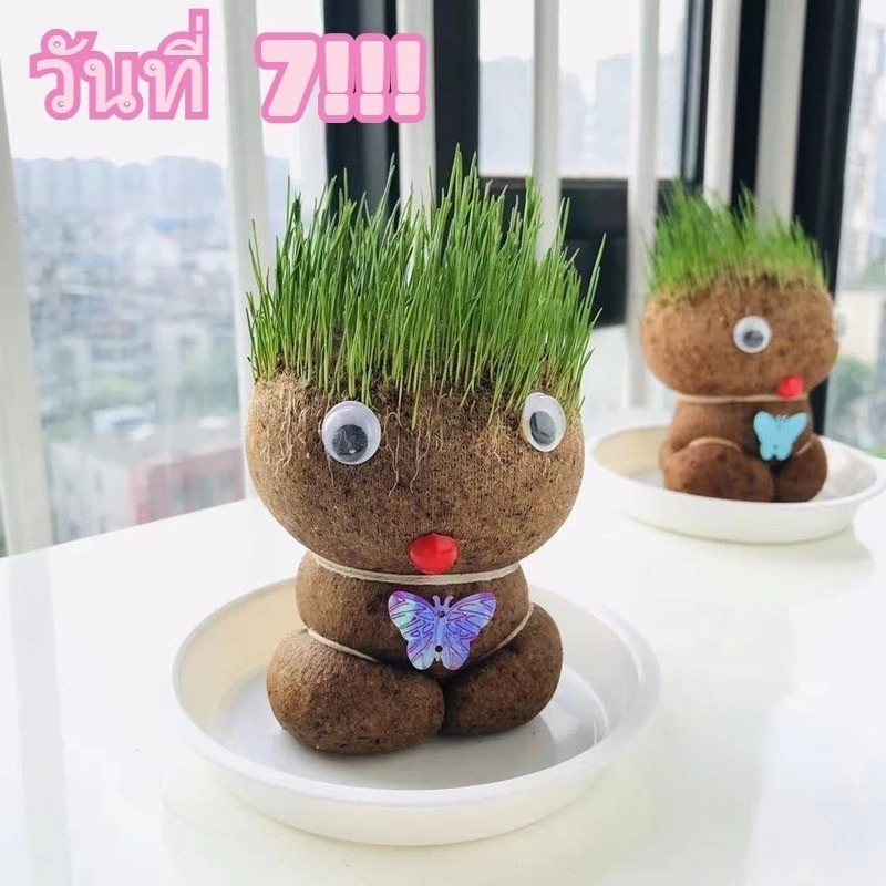 ตุ๊กตาหัวหญ้า ตุ๊กตาผมเป็นหญ้า ตุ๊กตาหญ้า หญ้าแมว ตุ๊กตาผมเป็นต้นไม้ ของเล่นDIY thumbnail 5