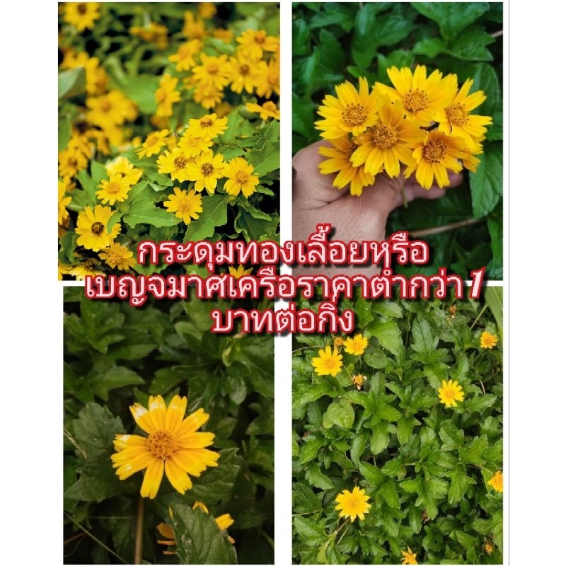 กระดุมทองเลื้อย พืชคลุมดินดอกสวยออกดอกตลอดปีราคาต่ำกว่า 1 บาทต่อกิ่งค่ะ