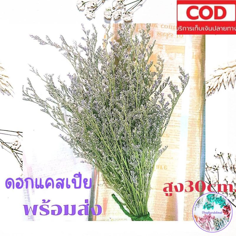 ดอกไม้แห้ง แคสเปีย ถูกมากๆของตกแต่งบ้านพร้อมส่ง