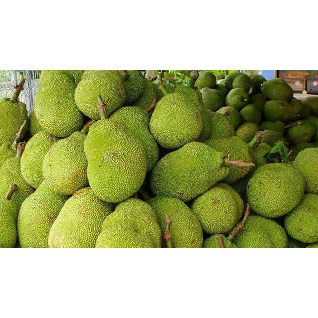 ขนุนอ่อน สำหรับแกงได้ แกงขนุนทางเหนือ ปลอดสารพิษ ลูกละ 39 บาท เก็บสดๆจากสวน