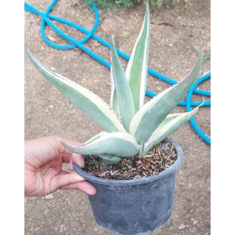 อากาเว่ Agave guiengola 'creme brulee'ต้นอวบใหญ่ กระถาง 6นิ้ว