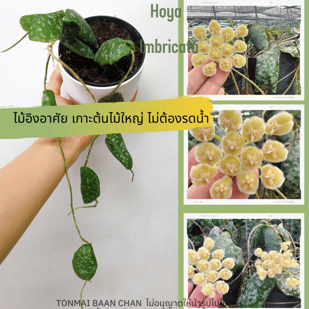 Hoya Imbricata โฮย่าปลากระเบน ไม้อิงอาศัย ดูแลง่าย