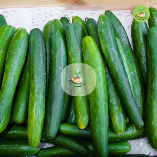 9บาท เมล็ดพันธุ์แตงกวาญี่ปุ่น 10เมล็ด