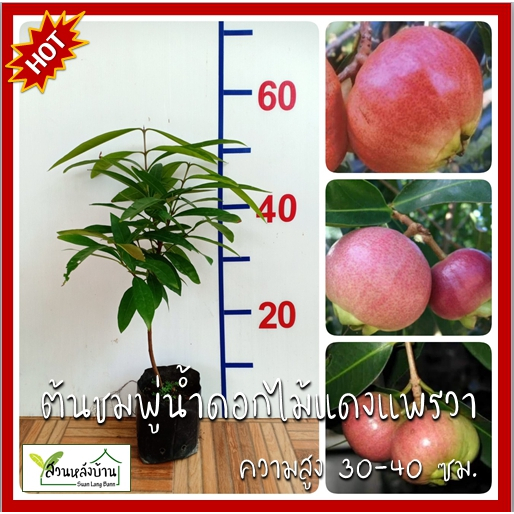 ต้นชมพู่น้ำดอกไม้แดงแพรวา Rose Apple