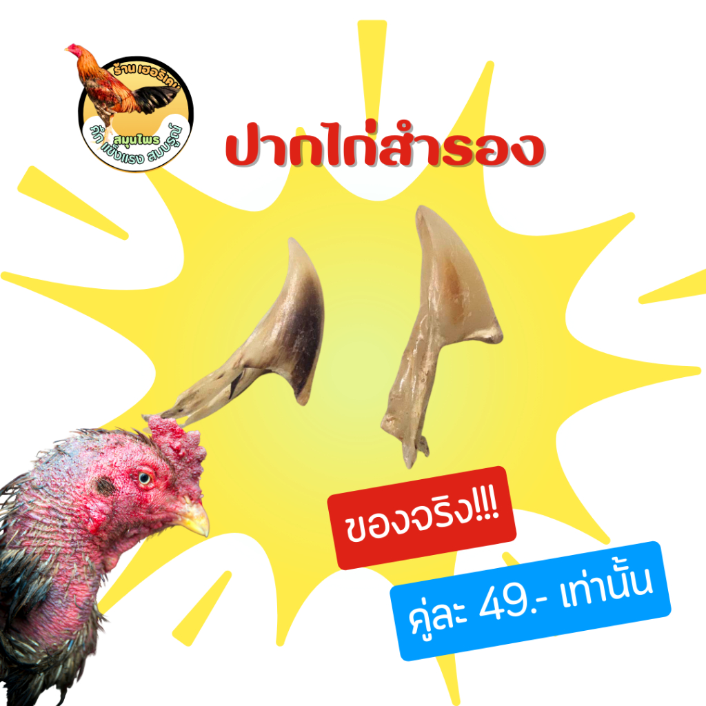 ปากไก่ชน สวมปากไก่ชน ของจริง ปากไก่สำรอง "ขนาดและสีเป็นไปตามลักษณะธรรมชาติของไก่แต่ละตัวที่ได้มา"