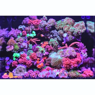 Marinium Reef Sea Salt 1.8 kg. (เกลือสำหรับทำน้ำทะเล สามารถเลี้ยงปลาทะเล ดอกไม้ทะเล และปะการัง แร่ธาตุครบถ้วน)
