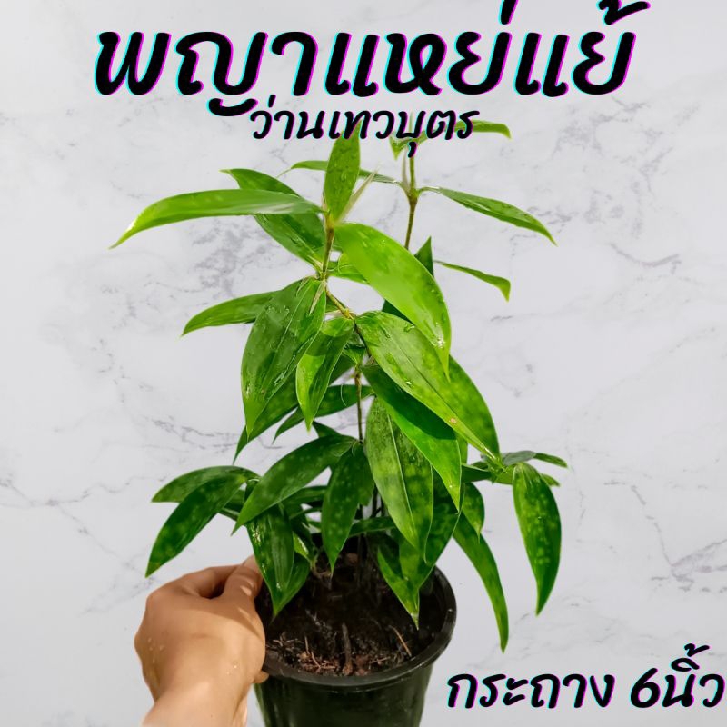 ต้นพญาแหย่แย้ (ว่านเทวบุตร) กระถาง 6นิ้ว