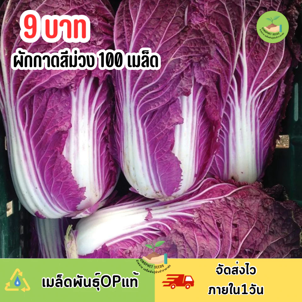 9บาท ผักกาดม่วง 100 เมล็ด