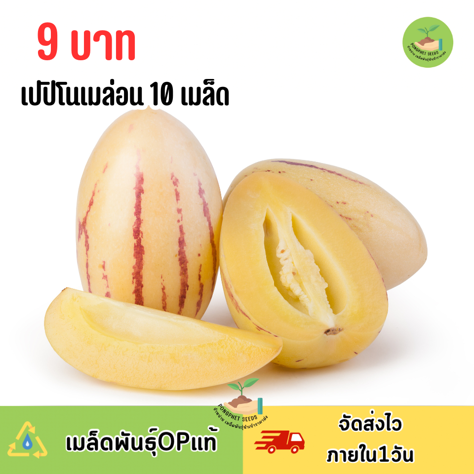 9บาท เปปิโน่เมล่อน 10 เมล็ด