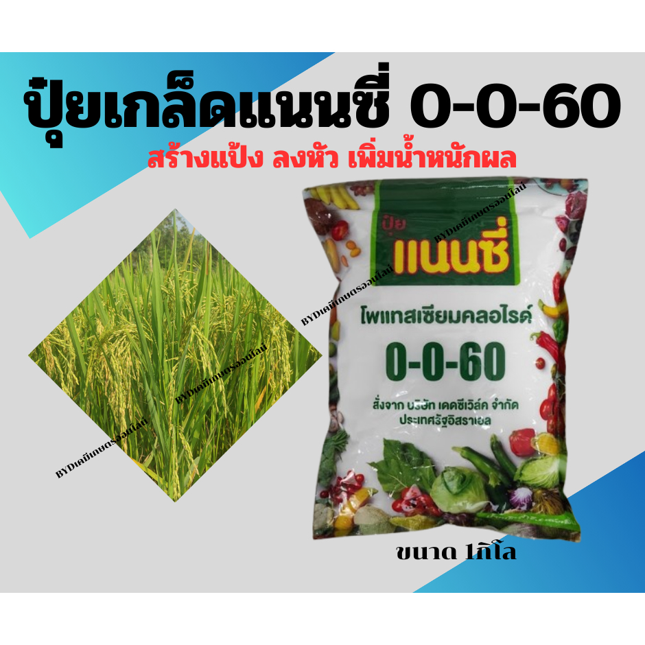 ปุ๋ยเกล็ดแนนซี่ สูตร0-0-60 ขนาด1กิโล ปุ๋ยเกล็ดทางใบคุณภาพสูงจากประเทศอิสราเอล เพิ่มแป้ง เพิ่มน้ำหนักผล เร่งหัว เร่งรวง