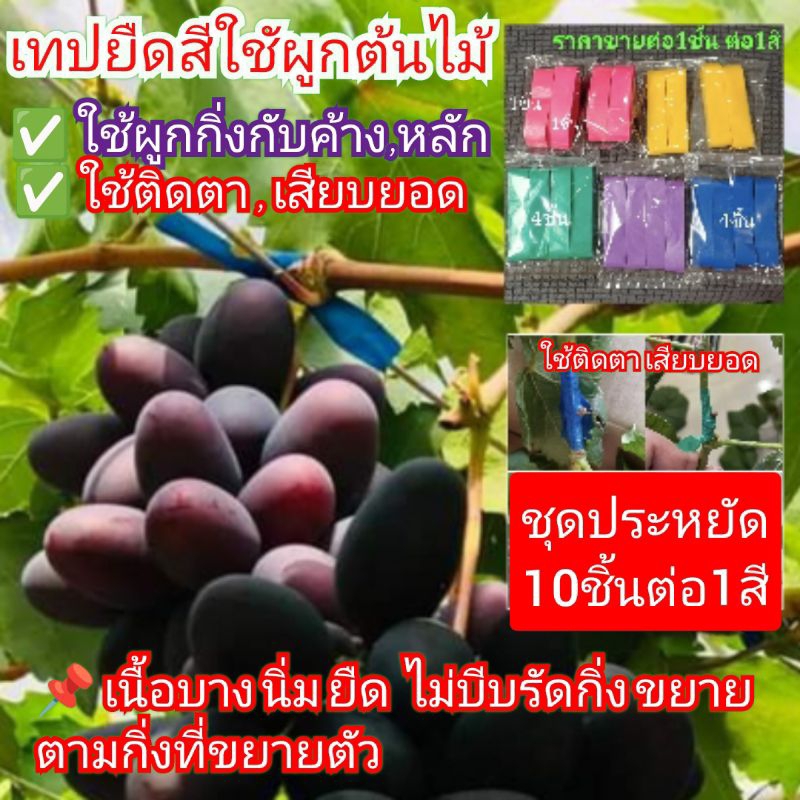 เทปผูกกิ่งองุ่น ไม้เลื้อยและไม้ทั่วไป เทปติดตาเสียบยอดองุ่นฯลฯ📌ชุด10ชิ้นต่อ1สี เนื้อเทปนิ่มยืดหยุ่นได้ ไม่บีบรัดกิ่ง