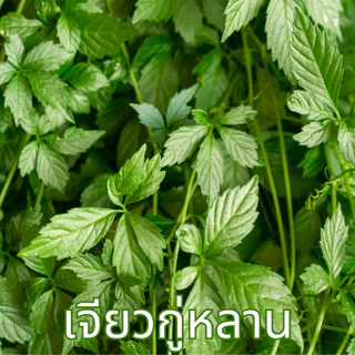 ชาเจียวกู่หลาน ตราไร่กฤติยา (Jiaogulan Tea, ชาปัญจขันธ์ หรือโสมห้าใบ)