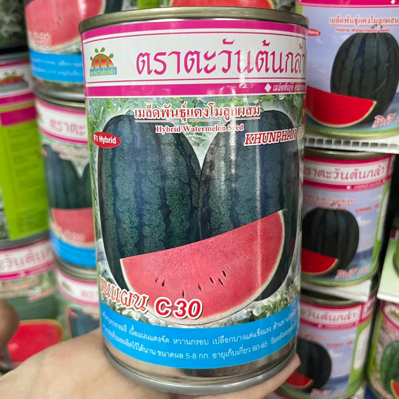 ขุนแผน ซี-30 100,250 กรัม เมล็ดแตงโมลูกผสม ตะวันต้นกล้า