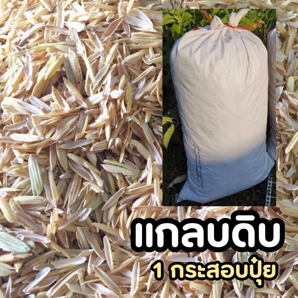 แกลบดิบ แกลบ ยกกระสอบ 1 ถุงปุ๋ย ประมาณ 7-8 กิโลกรัม