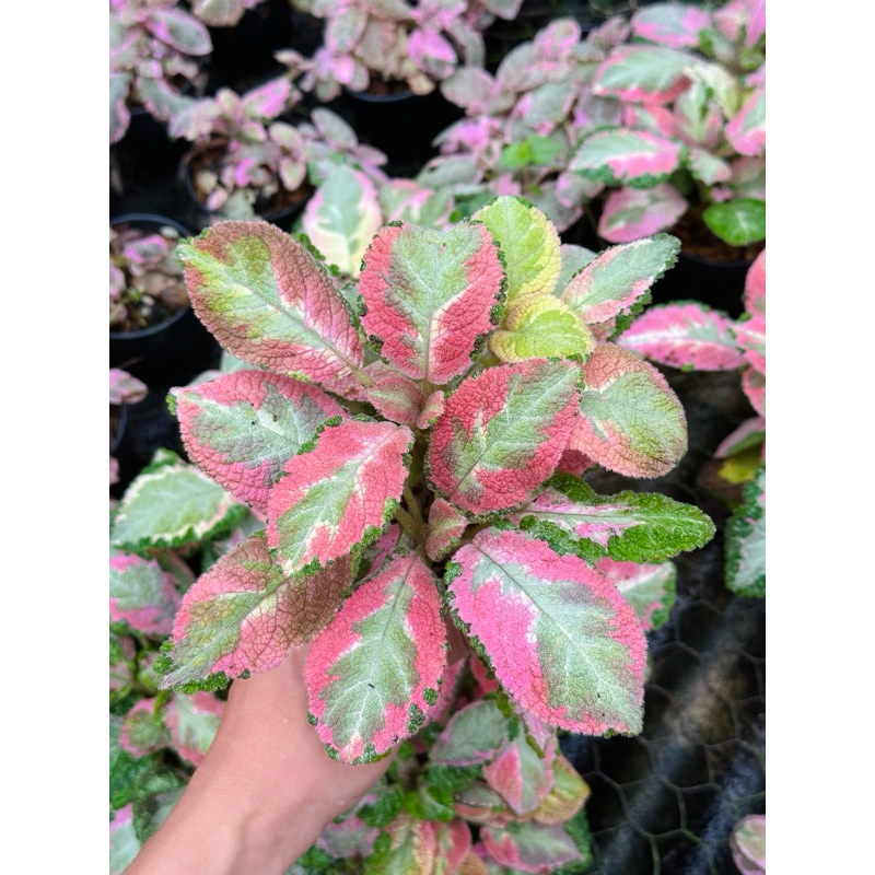 ‼️ส่งฟรี‼️ ปิกัสโซ่ คัดสีชมพูมาให้แล้ว สวยคุ้มค่าคุ้มราคาแน่นอน พรมญี่ปุ่น  พรมกำมะหยี่ ปิกัสโซ่  episcia picasso