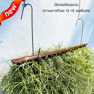 ม่านเคราฤาษีสำเร็จพร้อมแขวน หนวดฤาษี มอสสเปน (Spanish Moss) กว้าง40เซน ไม้แขวนบังแดด ไม้ฟอกอากาศ