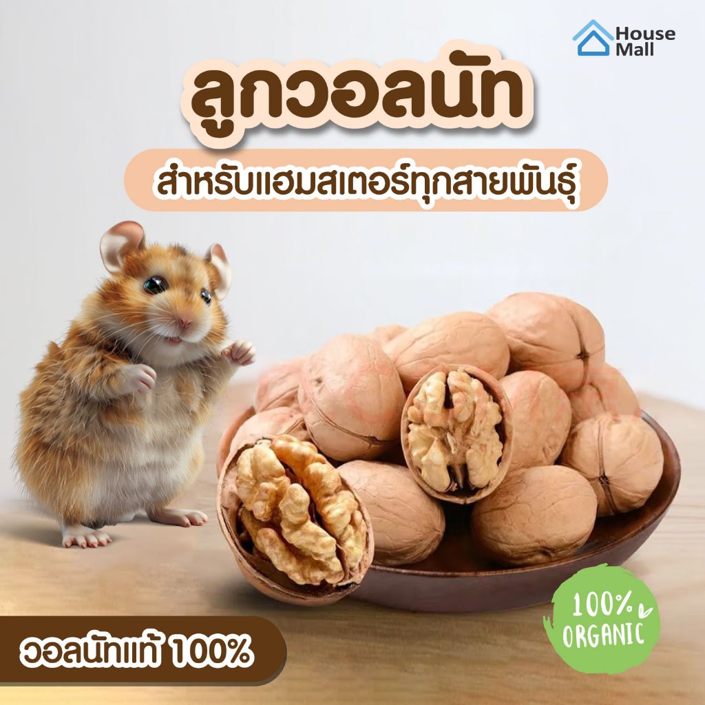 Walnut ลูกวอลนัทดิบ ผิวเปลือกบาง เหมาะสำหรับ สัตว์ฟันแทะ ตัวจิ๋ว แฮมเตอร์ ชูก้าร์ กระรอก กระต่าย แกสบี้