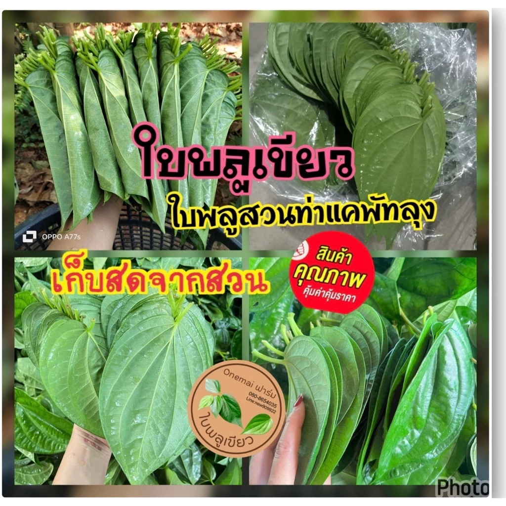ใบพลูเขียวสด (ชุดล่ะ 1 ก.ก.) สวนท่าแค ของแท้จากจังหวัดพัทลุง ตัดสดตามออเดอร์ ใช้กินกับหมาก