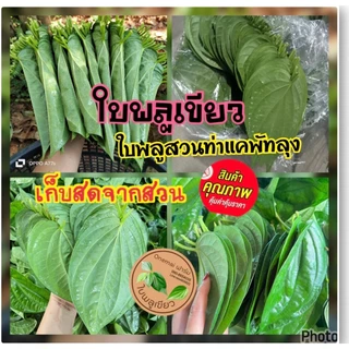 ใบพลูเขียวสด (ชุดล่ะ 1 ก.ก.) สวนท่าแค ของแท้จากจังหวัดพัทลุง ตัดสดตามออเดอร์ ใช้กินกับหมาก