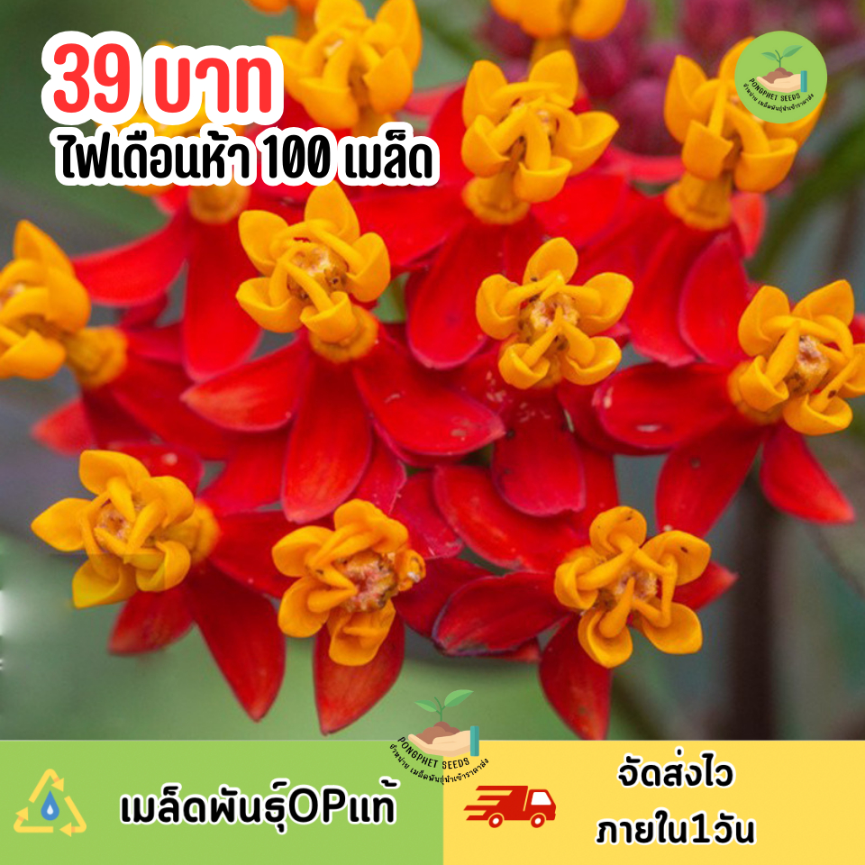 เมล็ดพันธุ์ดอกไฟเดือนห้า 100 เมล็ด