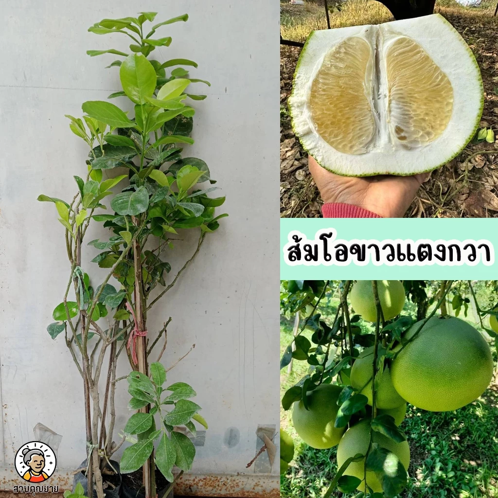 ส้มโอขาวแตงกวา ขนาด 65-100 ซม. มีรสชาติที่โดดเด่นเป็นเอกลักษณ์เฉพาะ เนื้อกุ้งใหญ่ รสหวานฉ่ำ